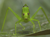Lamprophyllum micans Hebard, 1924: male, frontal view (Costa Rica, La Selva). (Otu).