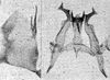 Other: !! display not done !! on Erasmoneura variabilis (Beamer, 1929): Pygofer lobe, aedeagus, connective, and styli. (Observation).