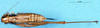 CollectionObject 1505221; 438a46c3-14b4-43ff-886a-bc303de29f9c: female, dorsal view (paratype). (CollectionObject).