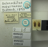 Belonochilus mexicanus Distant, 1893 now Belonochilus numenius (Say, 1832): Belonochilus mexicanus. Syntype. (BMNH) - (CC BY-NC 4.0) Photo by Stuart Cole, reproduced with permission from the Natural History Museum, London, UK. (Otu).