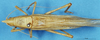 CollectionObject 1507262; 77833403-63ab-4aae-a653-584bfa1c8072: male, dorsal view. (CollectionObject).