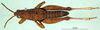 CollectionObject 1501239; 1d78f5f7-d185-4827-87e9-ed12890fc309, DORSA BA000802S01: male, dorsal view (holotype of Ixalidium usambaricum). (CollectionObject).