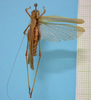 CollectionObject 1542819; af89529e-4eb0-481e-8f9f-70218cd80d4b: male, body dorsal view (holotype of Phaneroptera quadrivittata). (CollectionObject).