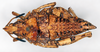 CollectionObject 1535527; 28097188-c241-48c0-80c5-45dcb9171339: female, dorsal view (holotype of Caconda plicatula). (CollectionObject).