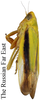 Habitus, lateral view: !! display not done !! on Taurotettix (Callistrophia) elegans (Melichar, 1900): from the Russian Far East. (Observation).