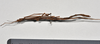CollectionObject 1558569; 53e1fdbb-9161-455d-bcb1-b772a9e51aaa: copyright NTUC. male, dorsal view (syntype). (CollectionObject).;CollectionObject 1558570; bfcc2c1d-711c-4901-beb1-4a62427f0abc: copyright NTUC. male, dorsal view (syntype). (CollectionObject).