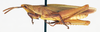 CollectionObject 1573935; 0493db2d-b0a2-425e-a051-cc361b95d106: male, lateral view (paratype of Tanita obesa). (CollectionObject).