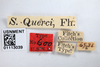 Other: !! display not done !! on Atymna querci (Fitch, 1851): (Observation).