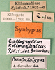 CollectionObject 1501764; e083f52d-1a72-4f2f-9654-0e69d175f344: labels (paralectotype). (CollectionObject).