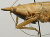CollectionObject 1535042; eba9ef2d-80d0-4c3f-ba1a-b6582fdc43ad: female pronotum lateral (lectotype). (CollectionObject).