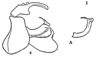 Aedeagus, lateral view: (Observation).