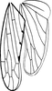 Hind wing on Bhatia olivacea (Melichar, 1903): Forewing and hind wing. (Observation).
