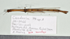 CollectionObject 1597623; 1227ee60-e035-4146-a26a-39f230449c45: copyright QM. female, dorsal view (paratype). (CollectionObject).;CollectionObject 1597624; 6b5b970a-6aa9-41d0-9cb6-d38e41ae4a2b: copyright QM. female, dorsal view (paratype). (CollectionObject).