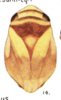 Habitus, dorsal view on Clastoptera nigricollis Fitch, 1851 now Clastoptera proteus Fitch, 1851: (Observation).