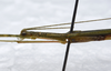 CollectionObject 1576083; 1909b162-5a42-469a-9fb4-e33dfcb32d59: copyright FRCS, Sabah. male: head & thorax, lateral view (holotype). (CollectionObject).