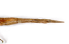 CollectionObject 1559005; e9311385-f2ab-4648-a671-051c73318aff: copyright MNCH, Madrid. female: end of abdomen, ventral view (holotype). (CollectionObject).