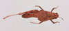 CollectionObject 1518648; 8eaa9b43-f508-44ee-850c-22fd793d24c9, NHMUK013806039: female, dorsal view (holotype). (CollectionObject).