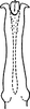 Aedeagus, ventral view on Erythridula frisoni (Ross & DeLong, 1953): Aedeagus, ventral view. (Observation).