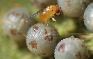 Trichogramma dendrolimi