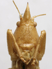 CollectionObject 1535035; 58a6da7f-880e-49a7-873f-36a8f0ccbd8f: female face (holotype). (CollectionObject).