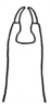 CollectionObject 1522453; 28e5c33a-140b-4e9a-b1f7-680364929450: Fig. 9 (after type of A. pseudosphex). male subgenital plate, ventral view. (CollectionObject).