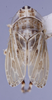 Habitus, dorsal view: !! display not done !! on Cosmotettix Ribaut, 1942: n. sp.: (Observation).