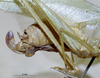 CollectionObject 1534687; MZPW 3226081, 857d9b8e-6eba-4dd0-b827-7cc575a324b4: female ovipositor. (CollectionObject).