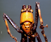 CollectionObject 1516181; a68823fd-f097-47a2-ab62-30e8185fb893: male, frontal view (syntype). (CollectionObject).