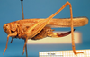 female, lateral view (type). Depicts CollectionObject 1538297; a35bd046-1846-4773-9e6e-20064f56ddd8, a CollectionObject.