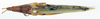 CollectionObject 1506168; a4acfcb6-0bd0-4c38-ad2b-edfe9f5fa7c3: female, dorsal view (neotype). (CollectionObject).