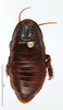 CollectionObject 1587513; MNHN(SF IMPORT DUPLICATE) MNHN-EP-EP793, c5cbc81b-fdb9-425a-bd91-92f4fb8a3f90: CC BY-NC-ND 4.0/MNHN - Depraetere Marion - 2014. Paratype, male, of kyebangensis Grandcolas, 2001. Specimen number: MNHN-EP-EP793. http://coldb.mnhn.fr/catalognumber/mnhn/ep/ep793. (CollectionObject).