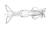 Dichroplus intermedius Ronderos, 1976: Fig. 14. endophallus, ventral view. (Otu).