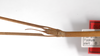 CollectionObject 1557903; 99d472d1-49e0-443d-be3c-20506068562a: copyright ZMHB, Berlin. female: head & thorax, dorsal view (syntype). (CollectionObject).