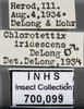 Other: !! display not done !! on Chlorotettix iridescens DeLong, 1916: Labels. Labels for the specimen used for dorsal and lateral views. (Observation).