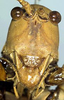 Terpandrus horridus (Burmeister, 1838): head, frontal view (holotype of Megatympanon bicolor). (Otu).
