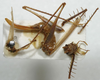 CollectionObject 1597765; 1b658284-94e1-4191-afb5-acc73cf1c12e: female (paratype). (CollectionObject).