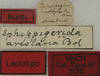 CollectionObject 1534972; 863e0263-e8d3-471e-8af3-ffb4b215ca7a: labels (lectotype). (CollectionObject).