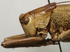 CollectionObject 1535917; 79e04f77-f881-4dab-b6d2-3e0663f30d90: female pronotum, lateral view (allotype). (CollectionObject).