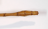 CollectionObject 1560390; 2ee610d8-3a4a-489e-b676-3d5ab6d68b82: Copyright MNCN, Madrid. male: end of abdomen, dorsal view (holotype). (CollectionObject).