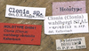 Clonia (Clonia) wahlbergi maculosa (Walker, 1869): labels (holotype of Clonia wahlbergi variabilis). (Otu).