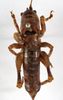 CollectionObject 1530623; c31e837f-9b34-49ba-9bf5-cc7b65ac7b81: female, dorsal view (syntype). (CollectionObject).