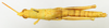 CollectionObject 1571043; c118c9cb-c257-4606-8ba1-297b1e47e246: female, dorsal view (paratype). (CollectionObject).