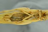CollectionObject 1581205; 45c598eb-b24d-40e1-93dd-bbbe12cc7519: male thorax and abdomen, ventral view (holotype). (CollectionObject).