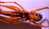 CollectionObject 1541575; 750487d2-dd76-4437-bc24-36c82492c024: male, ventral view (topotype). (CollectionObject).