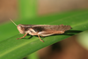 FieldOccurrence 368; c4808871-c06a-4e9f-914d-73be93164ac6; Tanzania
Kazimzumbwi forest reserve near Kisarawe, 2015/11/??: male, lateral view. (FieldOccurrence).;FieldOccurrence 369; f9af3e4c-3422-447a-aa82-df61903cca07; Tanzania
Kazimzumbwi forest reserve near Kisarawe, 2015/11/??: (FieldOccurrence).