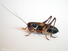 CollectionObject 1591464; 8c7fd3e5-db93-4687-974a-902f67a4ef8f: male (GR: Menalo Mountains). (CollectionObject).