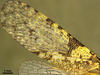 Forewing: !! display not done !! on Scaralina marmorata (Spinola, 1839): (Observation).
