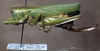 CollectionObject 1529071; ZIN 3225005, 170599ac-d1a9-4295-9ce4-8deb53dd7b8e: female, lateral view (paratype). (CollectionObject).