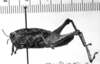 CollectionObject 1506513; 523bc631-6063-4284-923d-08192879f6d4: Image Carbonell, C.S. male, lateral view (syntype). (CollectionObject).