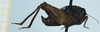 CollectionObject 1505160; 377f976c-6097-488c-9f8d-b586d00019ea: male, lateral view (syntype). (CollectionObject).